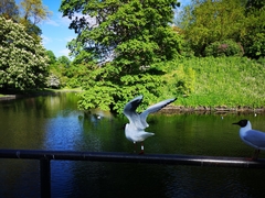 Chroicocephalus ridibundus