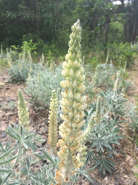 Lupinus leucophyllus
