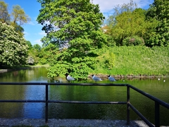 Chroicocephalus ridibundus