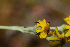 Packera bellidifolia