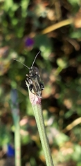 Oedemera nobilis