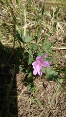 Malva sylvestris