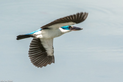 Todiramphus chloris