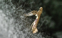 Caloptilia umbratella