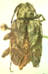 Leptostylus