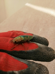 Chalcophora mariana massiliensis