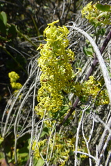 Manulea thyrsiflora