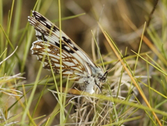 Melanargia occitanica