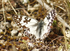 Melanargia occitanica