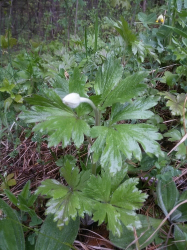 Anemone sylvestris