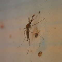 Aedes canadensis