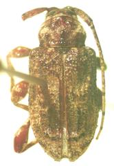 Leptostylus