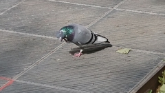 Columba livia domestica