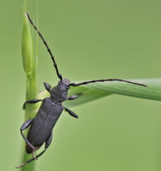 Ropalopus macropus
