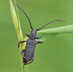 Ropalopus macropus