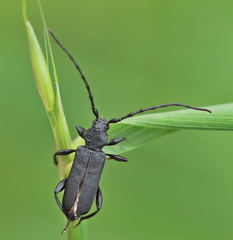 Ropalopus macropus