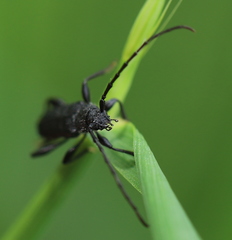 Ropalopus macropus