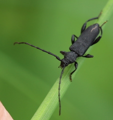 Ropalopus macropus