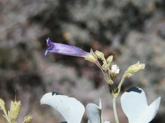 Penstemon caesius