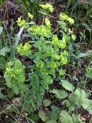 Helioscopia