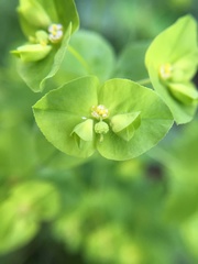 Helioscopia