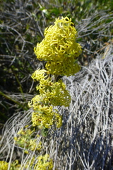 Manulea thyrsiflora
