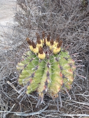 Ferocactus herrerae