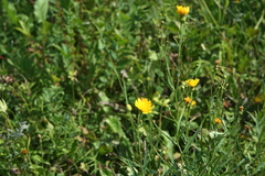 Hieracium umbellatum filifolium