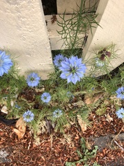 Nigella damascena