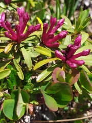 Daphne striata