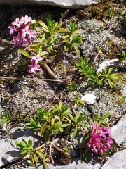 Daphne striata