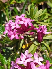 Daphne striata
