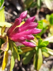 Daphne striata