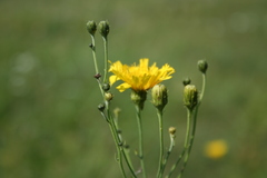 Hieracium umbellatum filifolium