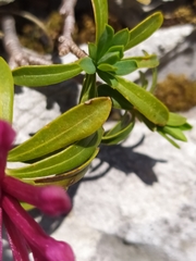 Daphne striata