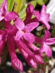 Daphne striata