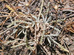 Chaenactis santolinoides