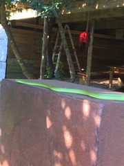 Philothamnus hoplogaster