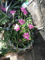 Zephyranthes rosea