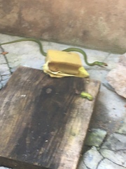 Philothamnus hoplogaster