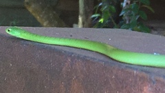 Philothamnus hoplogaster