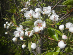 Pyrus communis