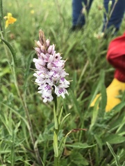 Dactylorhiza fuchsii