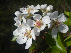 Pyrus communis