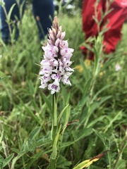 Dactylorhiza fuchsii