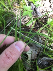 Carex pensylvanica