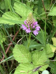 Anacamptis pyramidalis