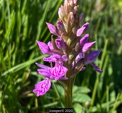 Dactylorhiza × formosa