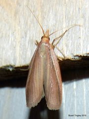 Peoria gematella