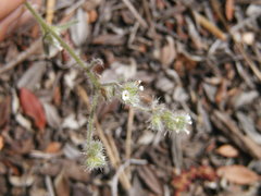 Cryptantha affinis